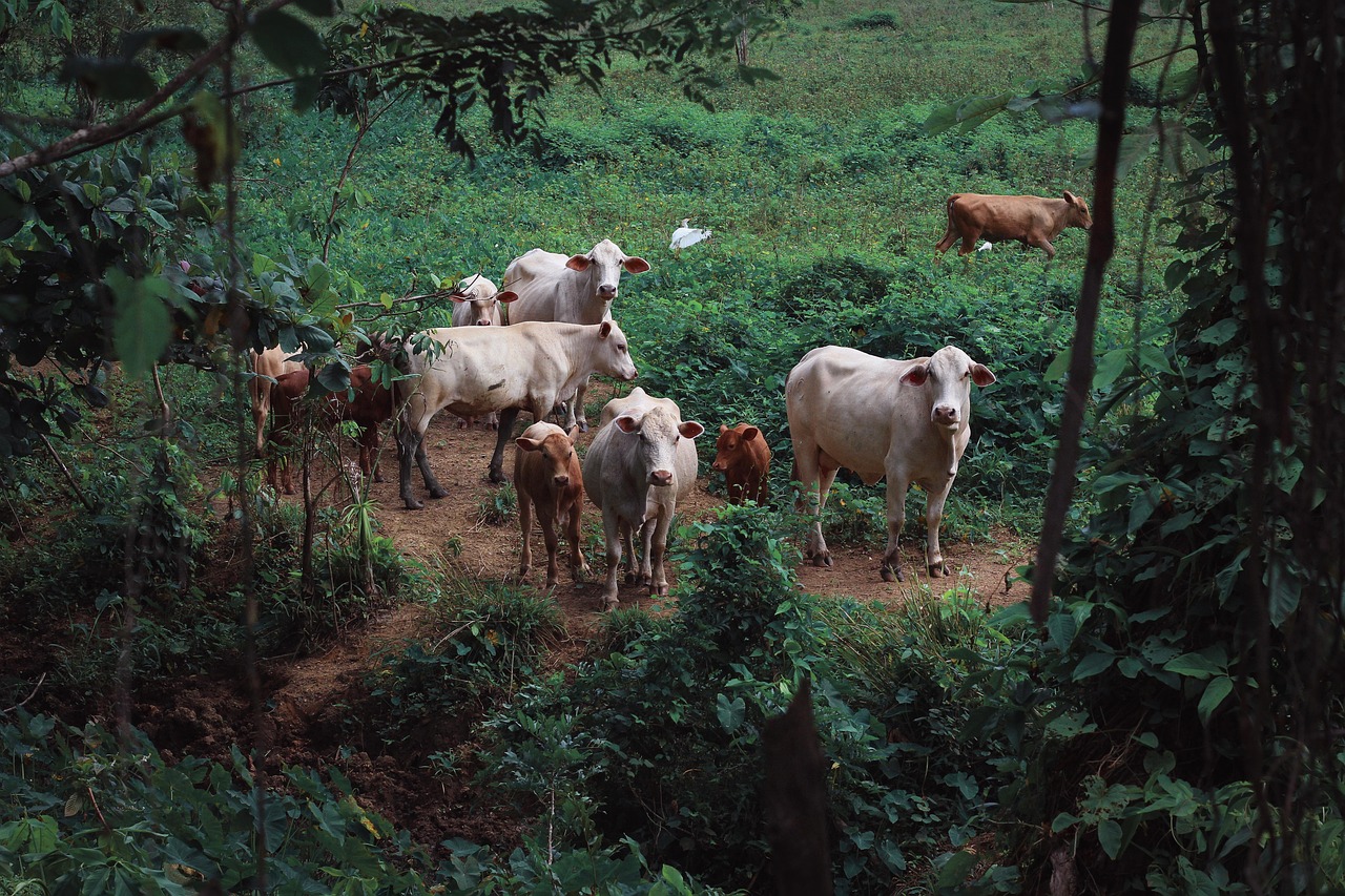 animal, cows, livestock-3536058.jpg