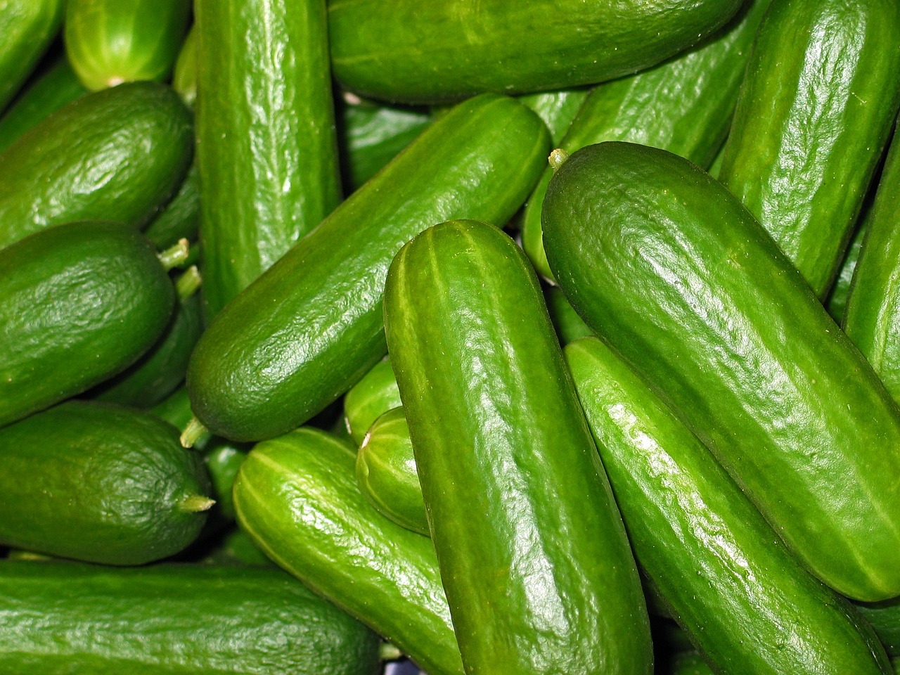 cucumbers, nature, vegetables-2446470.jpg